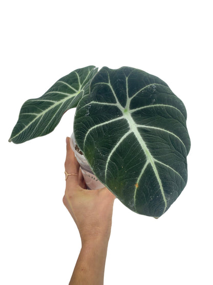 Alocasia Black Velvet