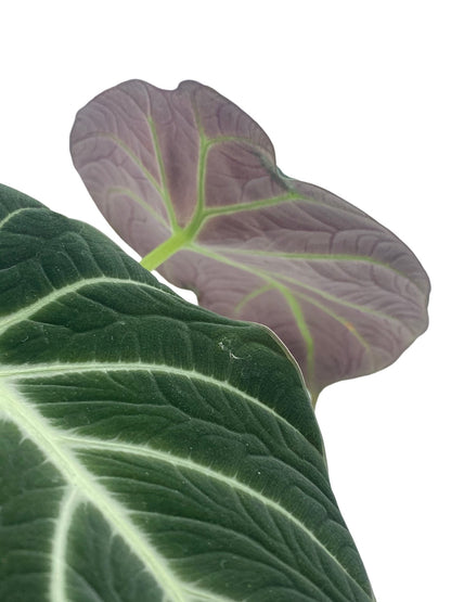 Alocasia Black Velvet