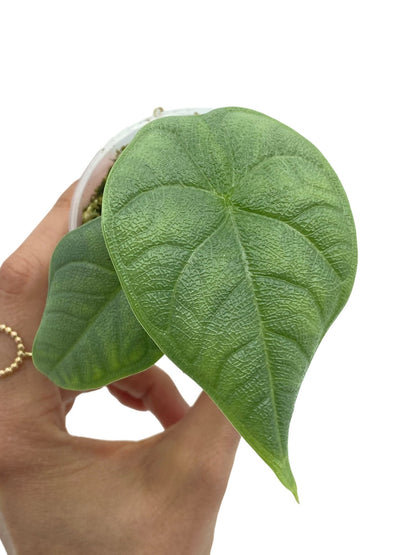 Alocasia Melo