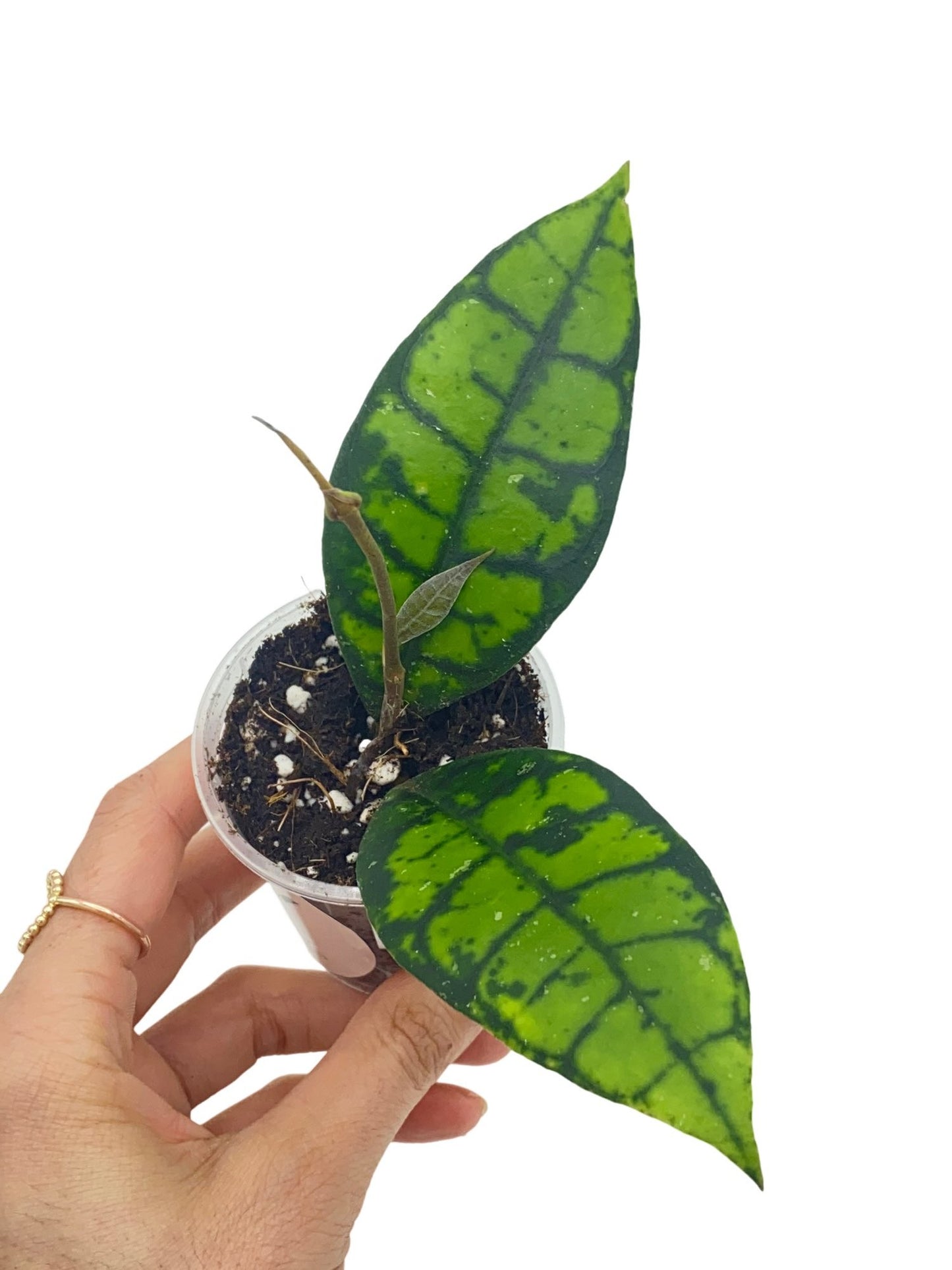 Hoya Black Cat (Meredithii IML 3576)