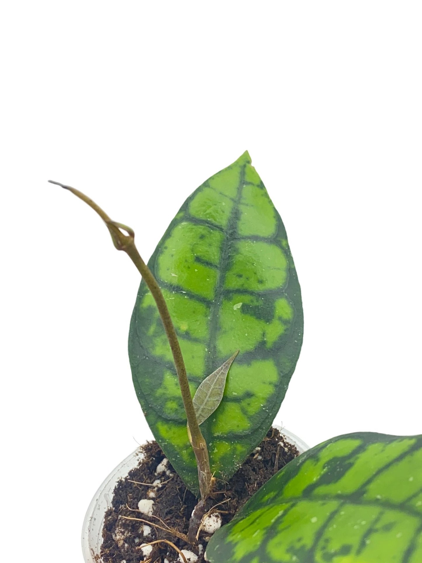 Hoya Black Cat (Meredithii IML 3576)