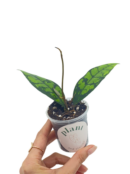 Hoya Black Cat (Meredithii IML 3576)