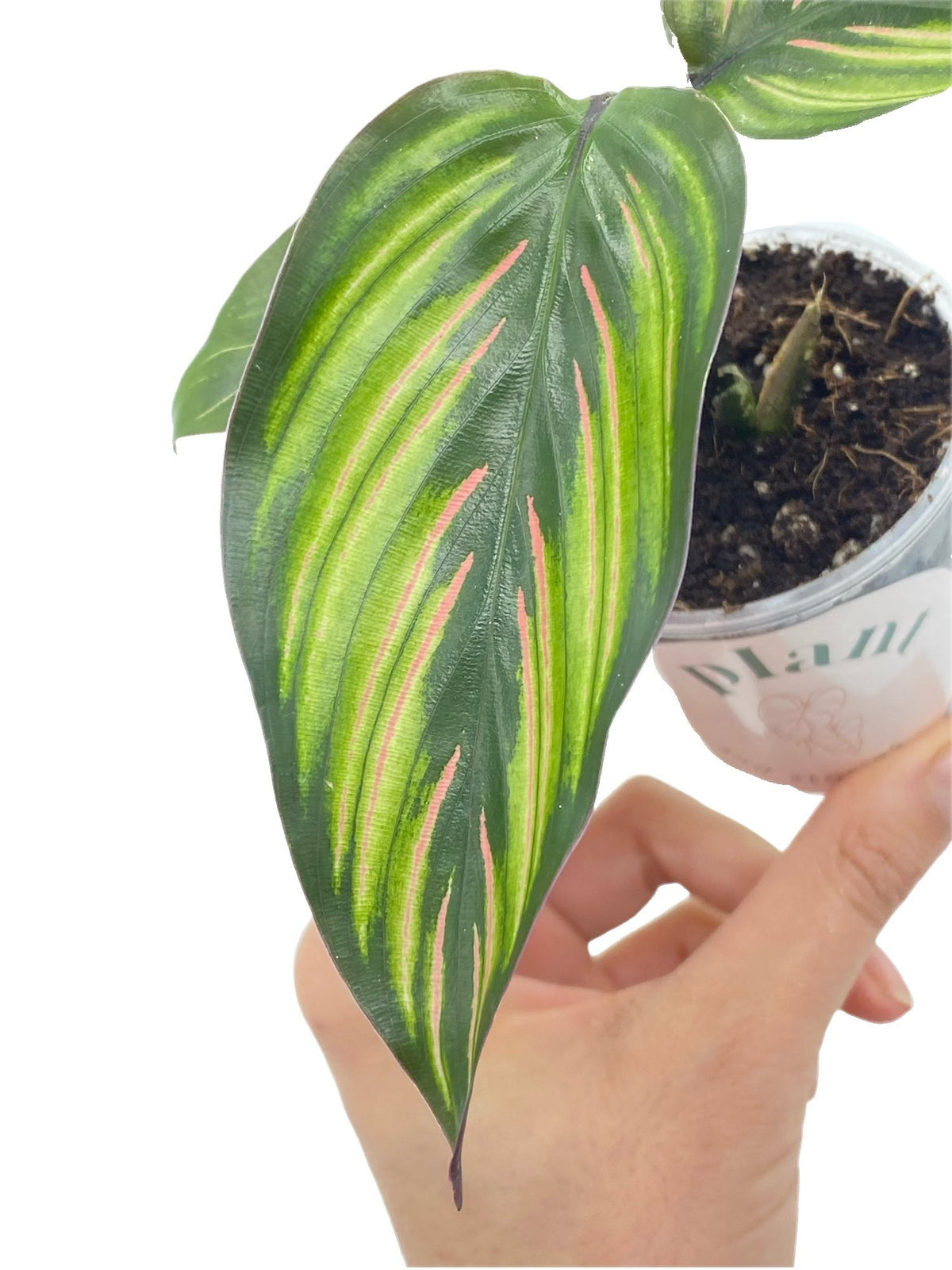 Calathea Mieli Beauty Star avec une feuille verte rayée de rose clair, feuillage brillant dans un pot transparent