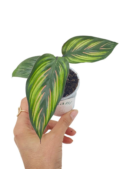 Magnifique Calathea Mieli Beauty Star avec ses feuilles ovales vert foncé panachées de vert clair et de rose, dans un petit pot transparent