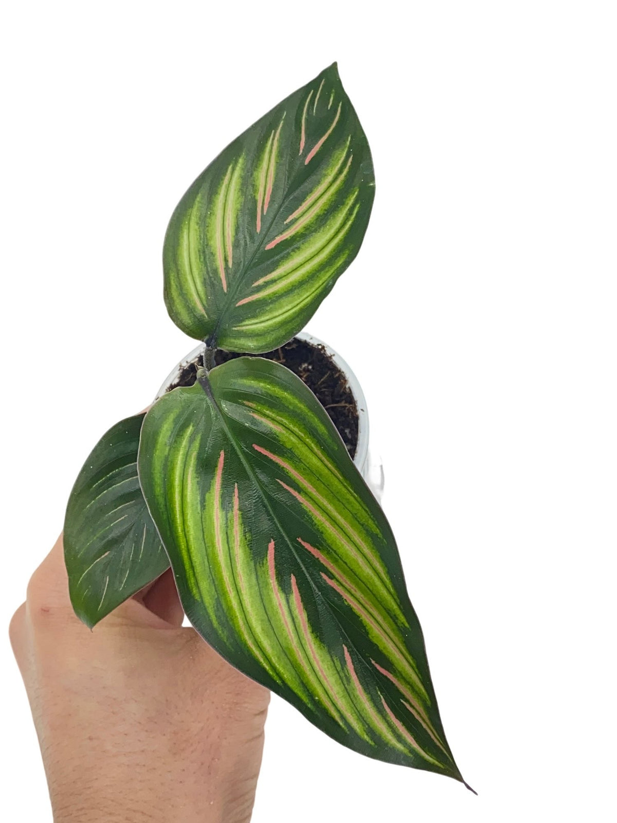Jolie Calathea Mieli Beauty Star avec un feuillage vert foncé et des motifs roses et verts clairs délicats