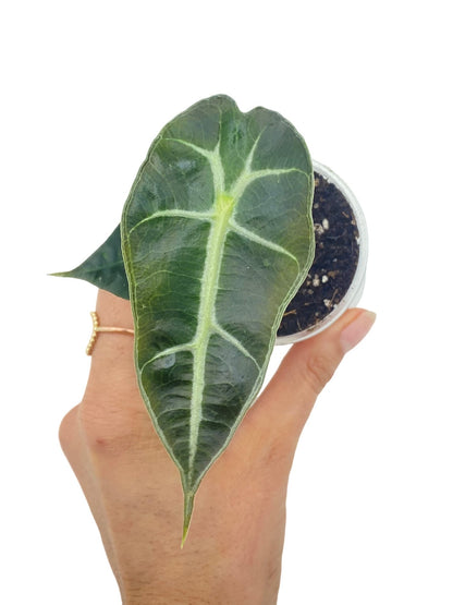 Alocasia Polly