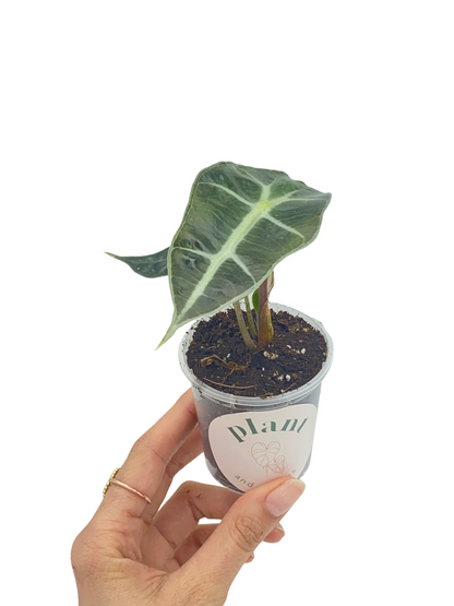 Alocasia Polly