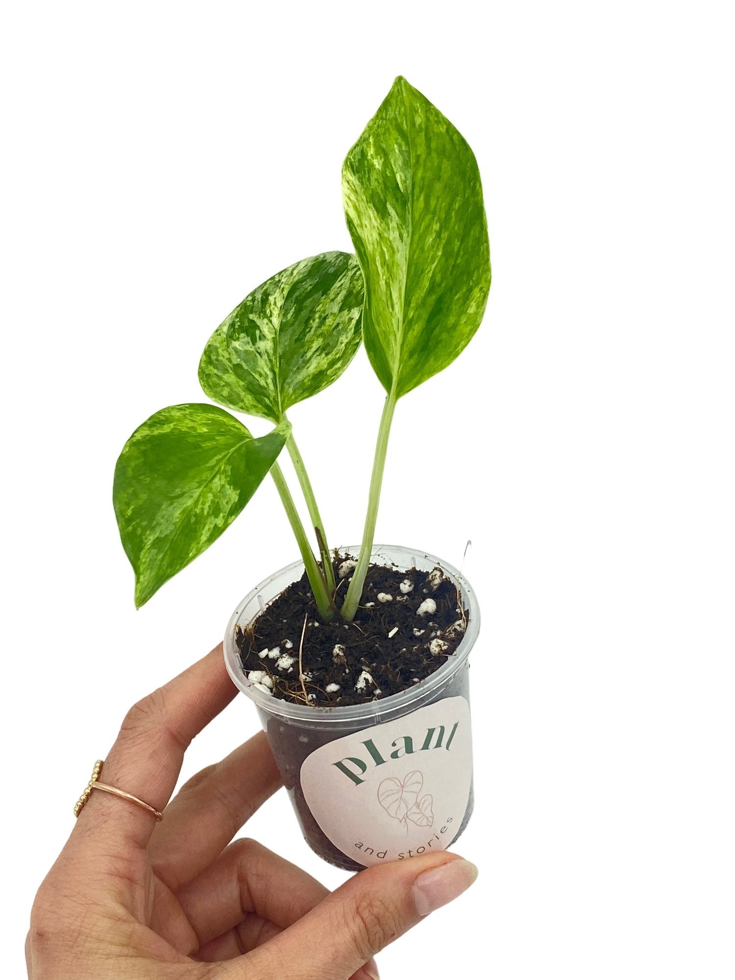 Jeune plant d'Epipremnum Marble Queen avec des feuilles vertes et panachées de blanc crème dans un petit pot en plastique transparent