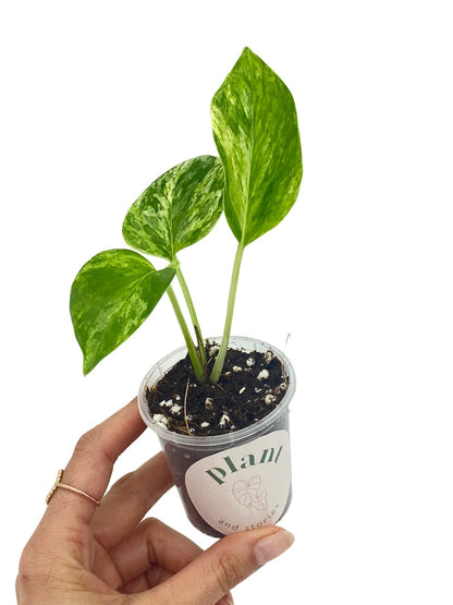 Epipremnum Marble Queen