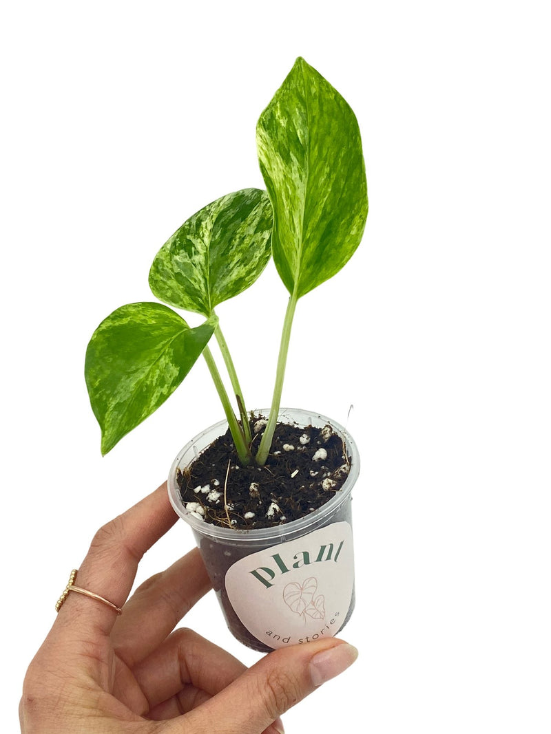 Epipremnum Marble Queen
