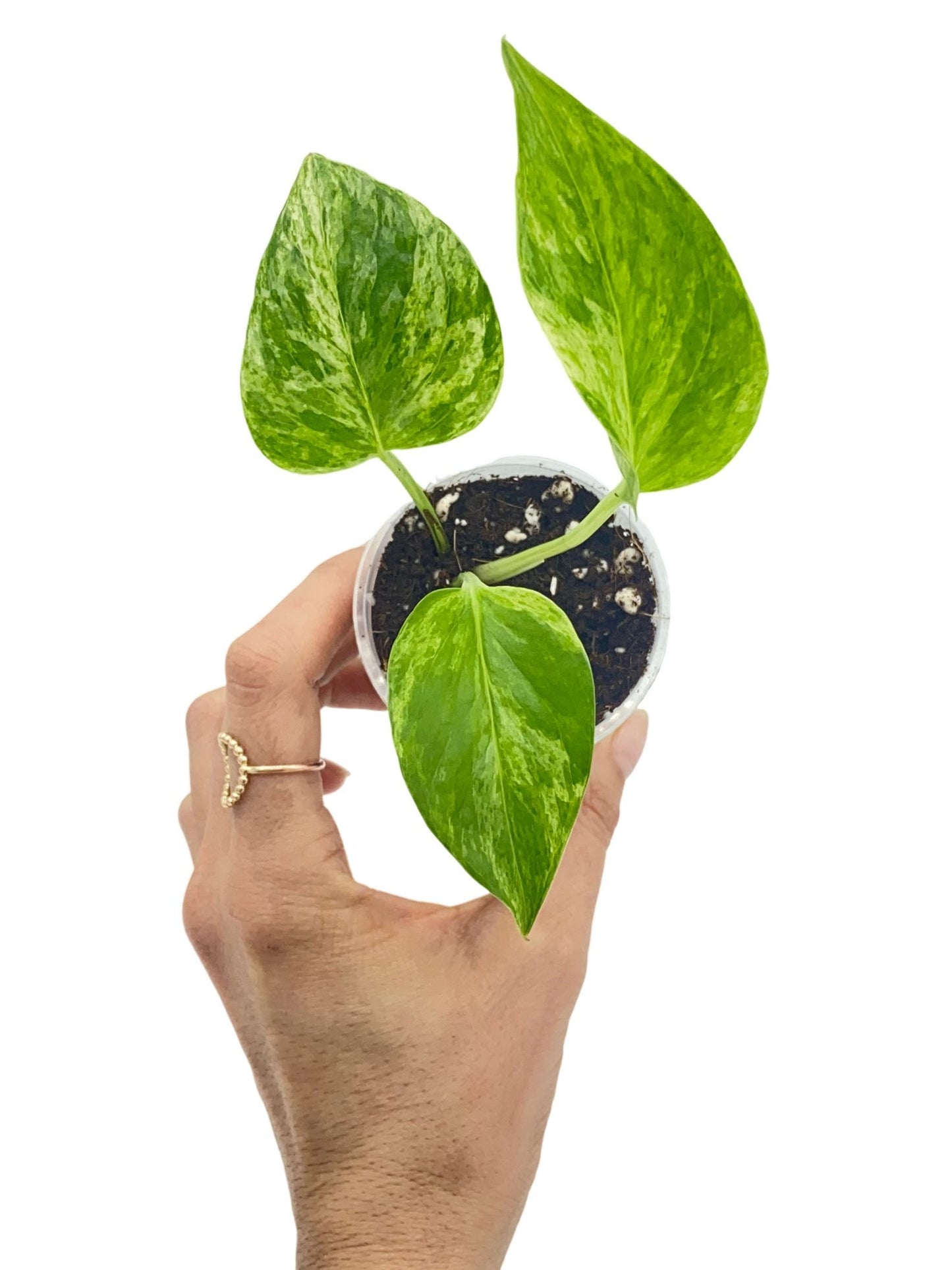 marble queen pothos nz Pothos Pack 3+1 Free Marble Queen Easy Greenery – plantandstories