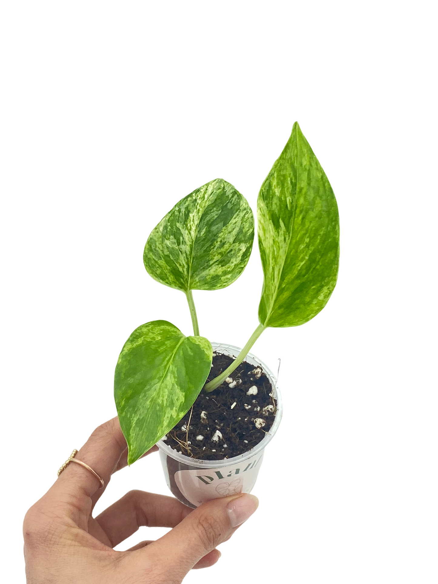 Epipremnum Marble Queen