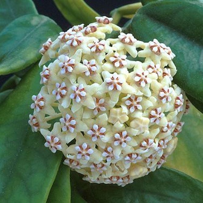 Hoya Villosa