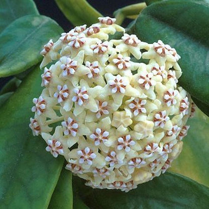 Hoya Villosa