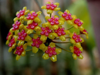 Hoya Soligamiana