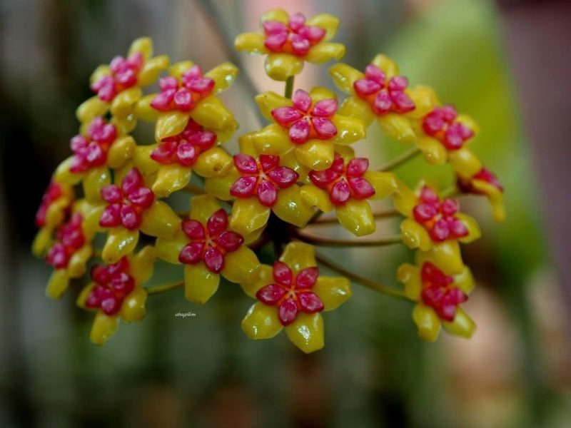 Hoya Soligamiana