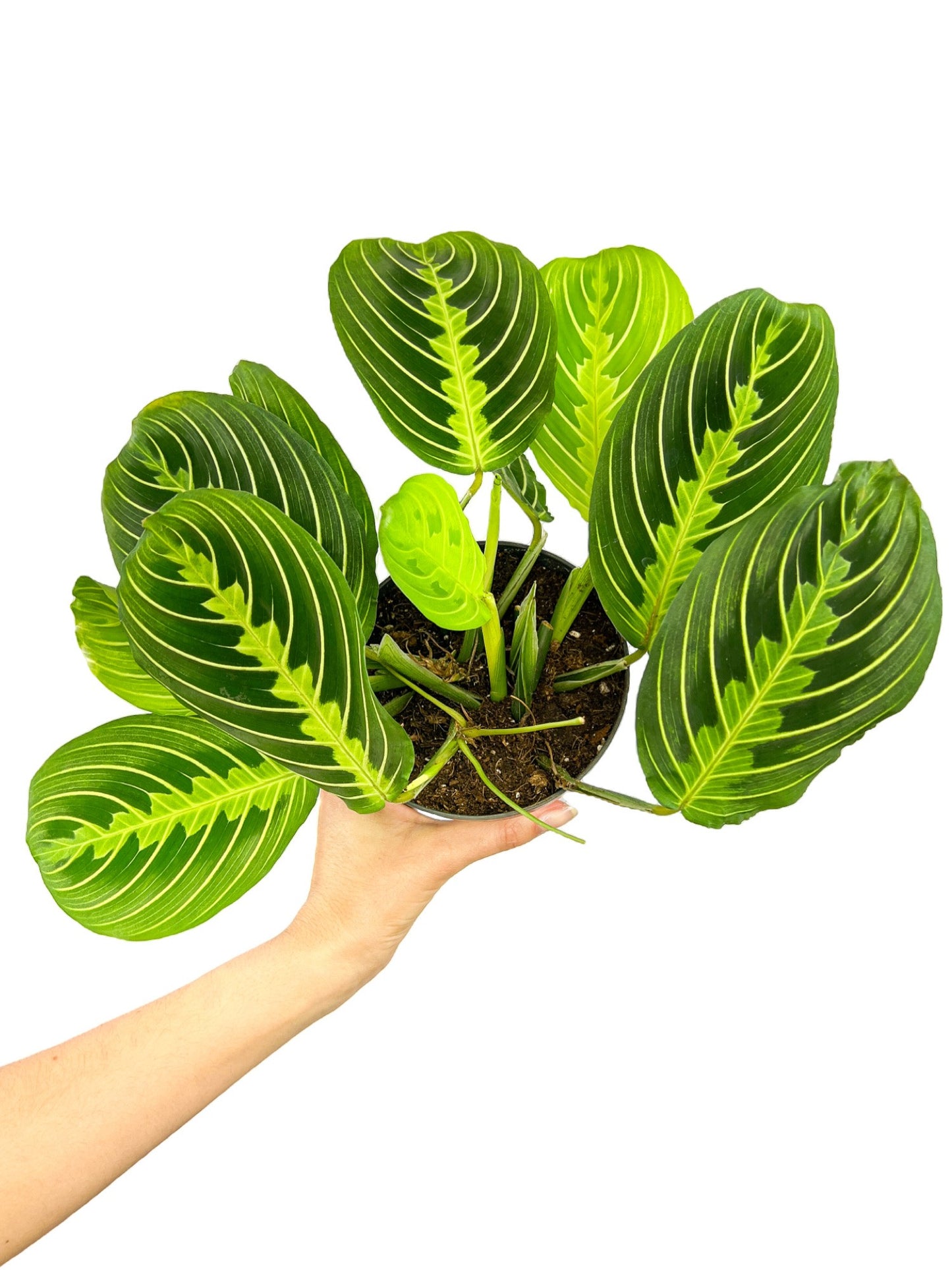 Maranta Lemon Lime