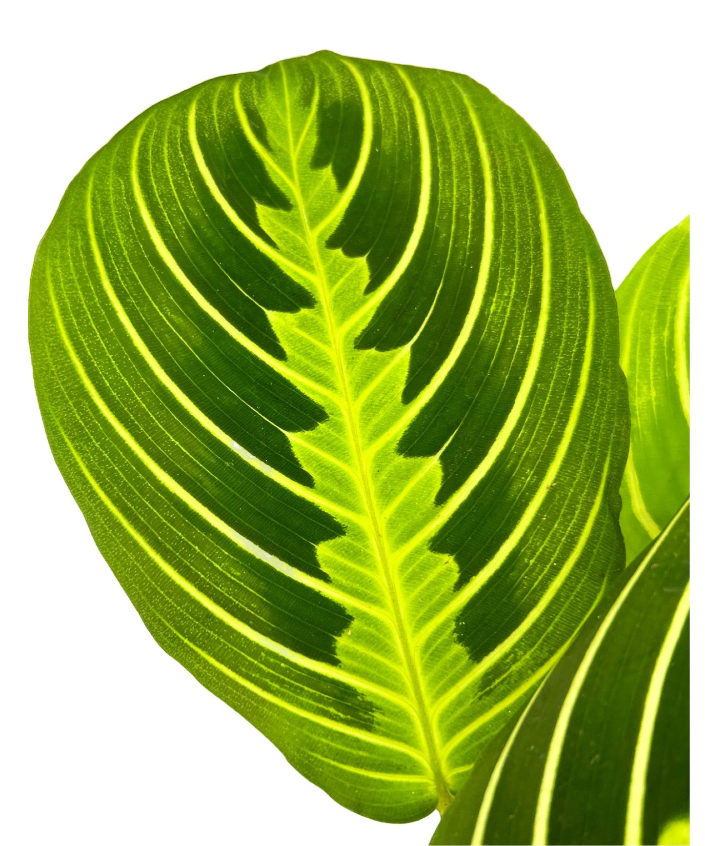 Maranta Lemon Lime