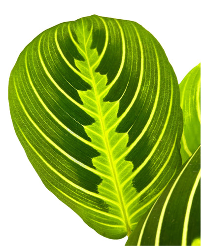 Maranta Lemon Lime