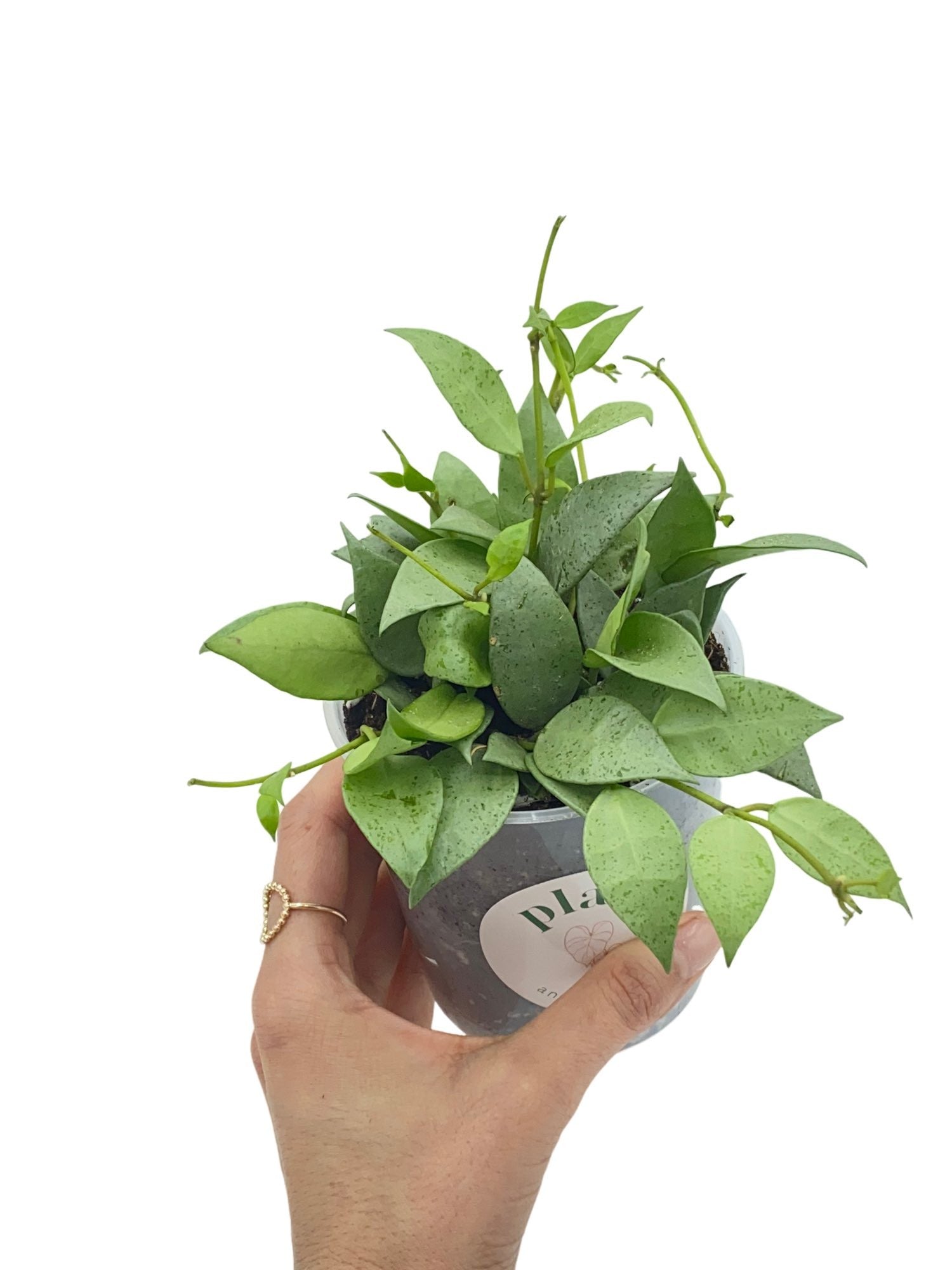 Hoya Lacunosa Mint aux petites feuilles vert menthe mouchetées dans son pot de culture transparent