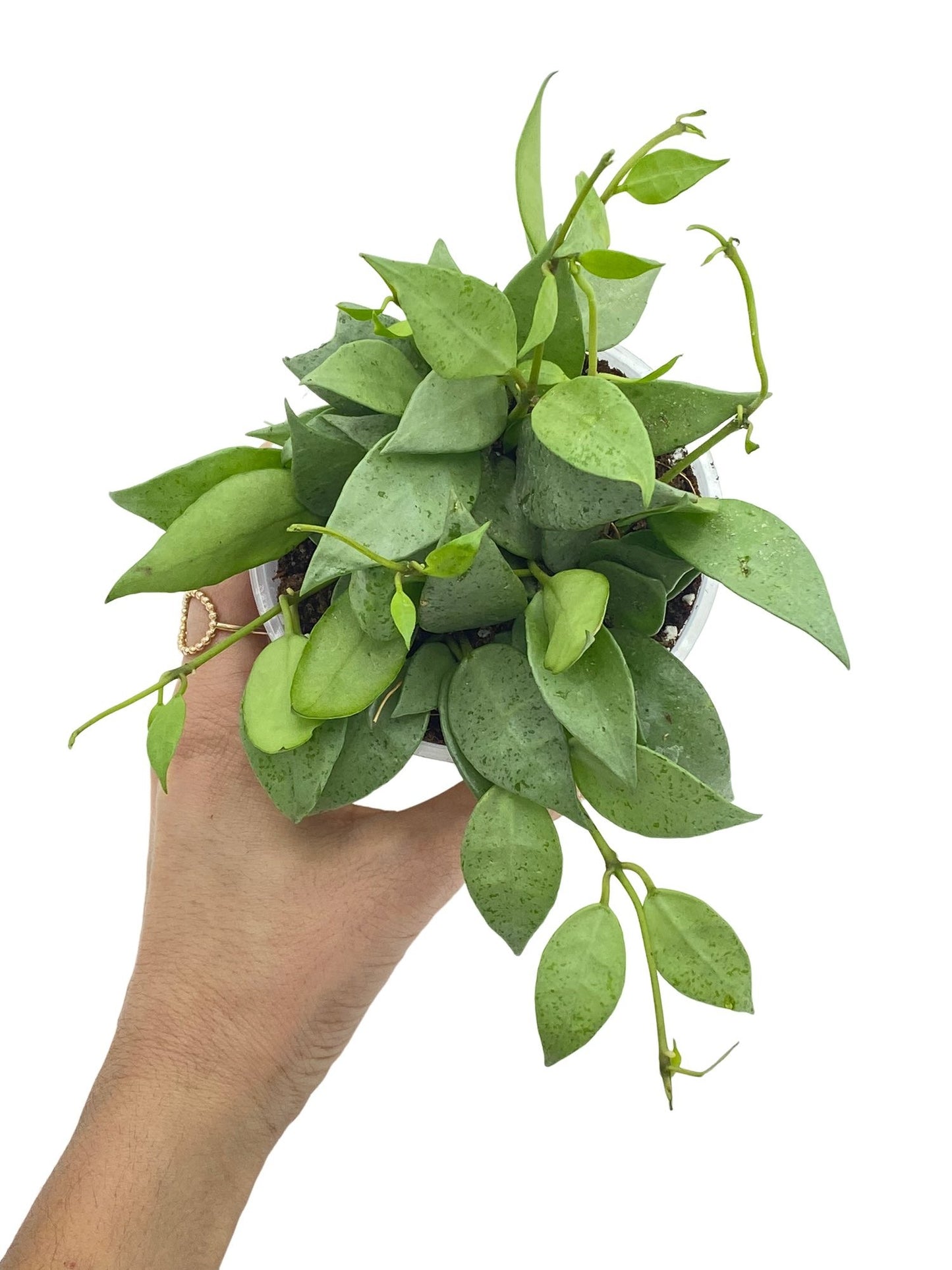 Plante tombante Hoya Lacunosa Mint au feuillage vert menthe moucheté dans son pot de culture sur fond blanc