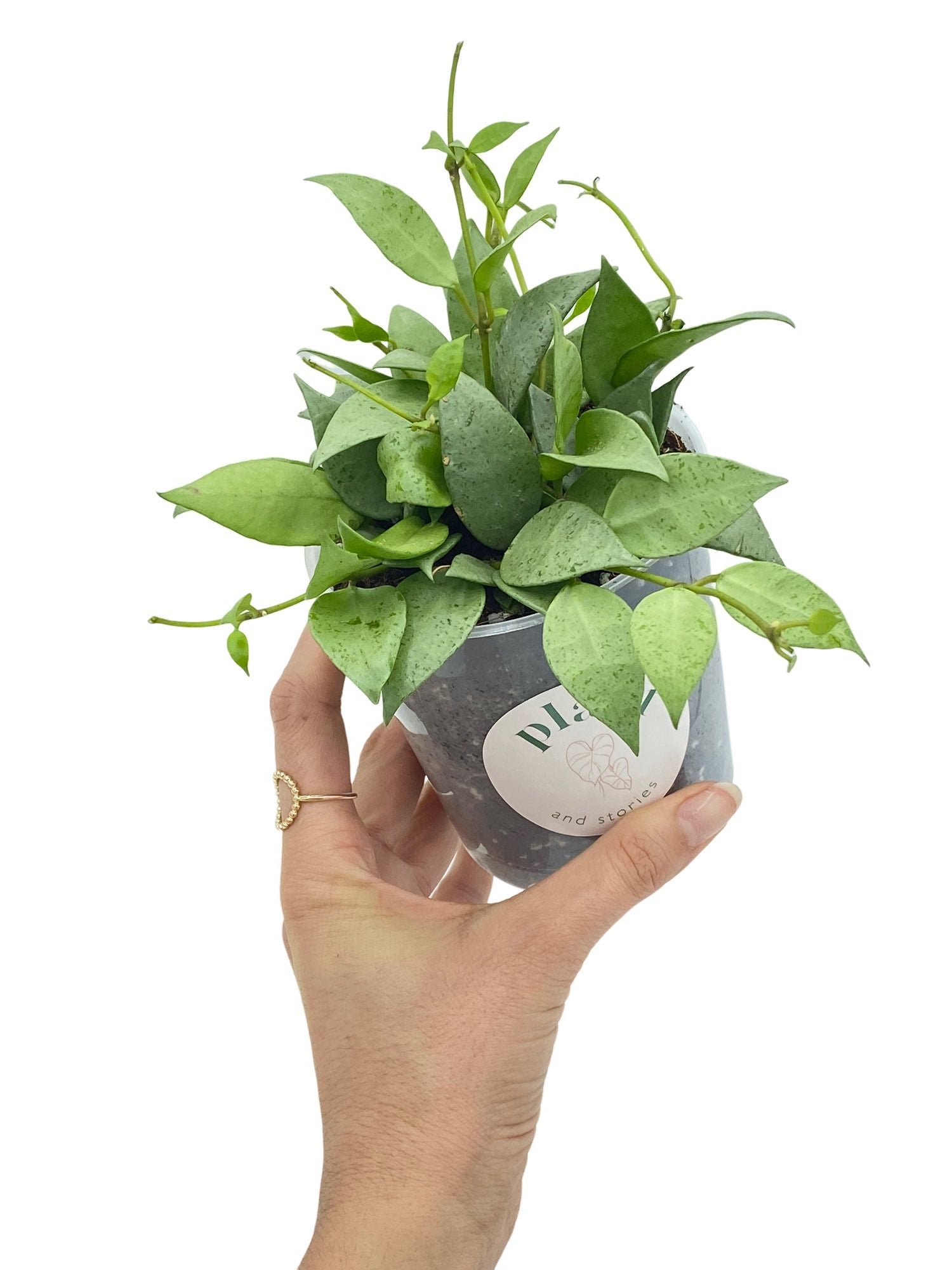 Plante Hoya Lacunosa Mint aux feuilles pointues vert menthe mouchetées dans son pot de culture transparent