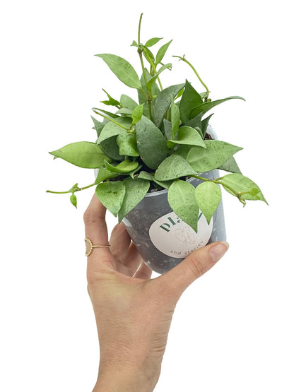 Plante Hoya Lacunosa Mint aux feuilles pointues vert menthe mouchetées dans son pot de culture transparent