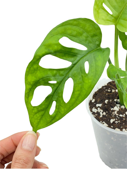 Monstera Adansonii