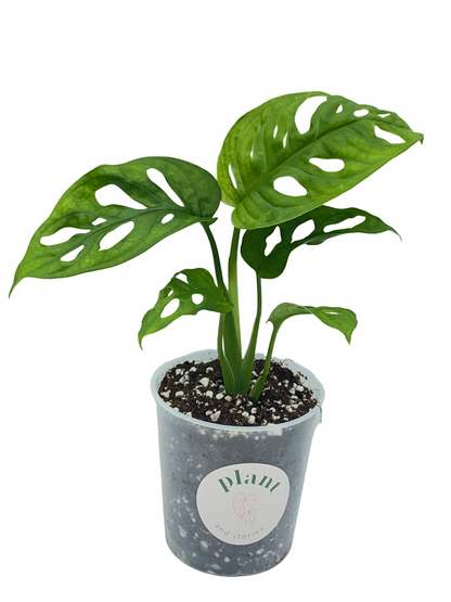 Monstera Adansonii