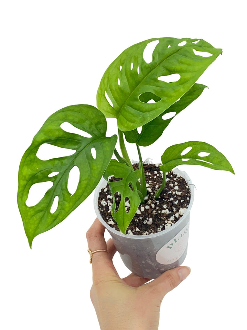 Monstera Adansonii - Monkey Mask