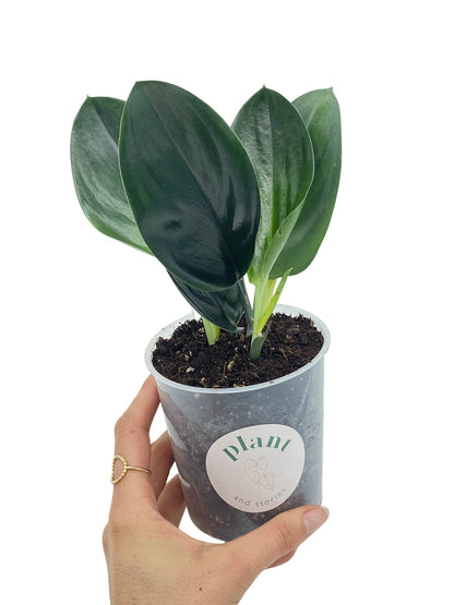 Scindapsus Treubii Dark Form