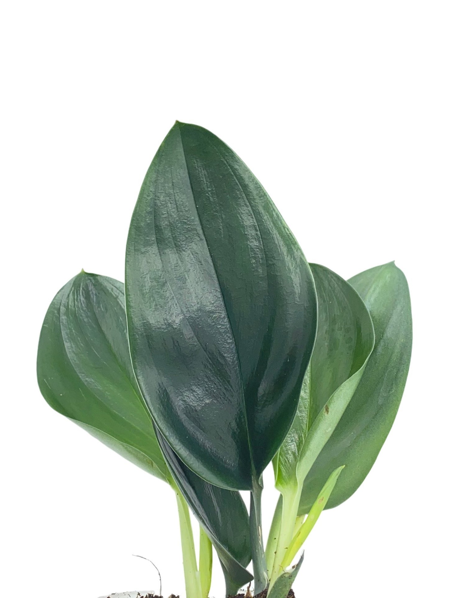 Scindapsus Treubii Dark Form