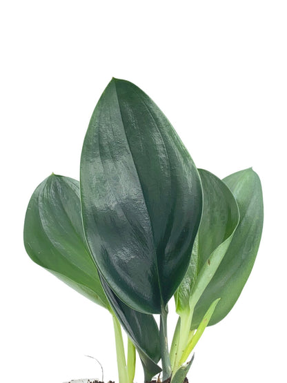 Scindapsus Treubii Dark Form