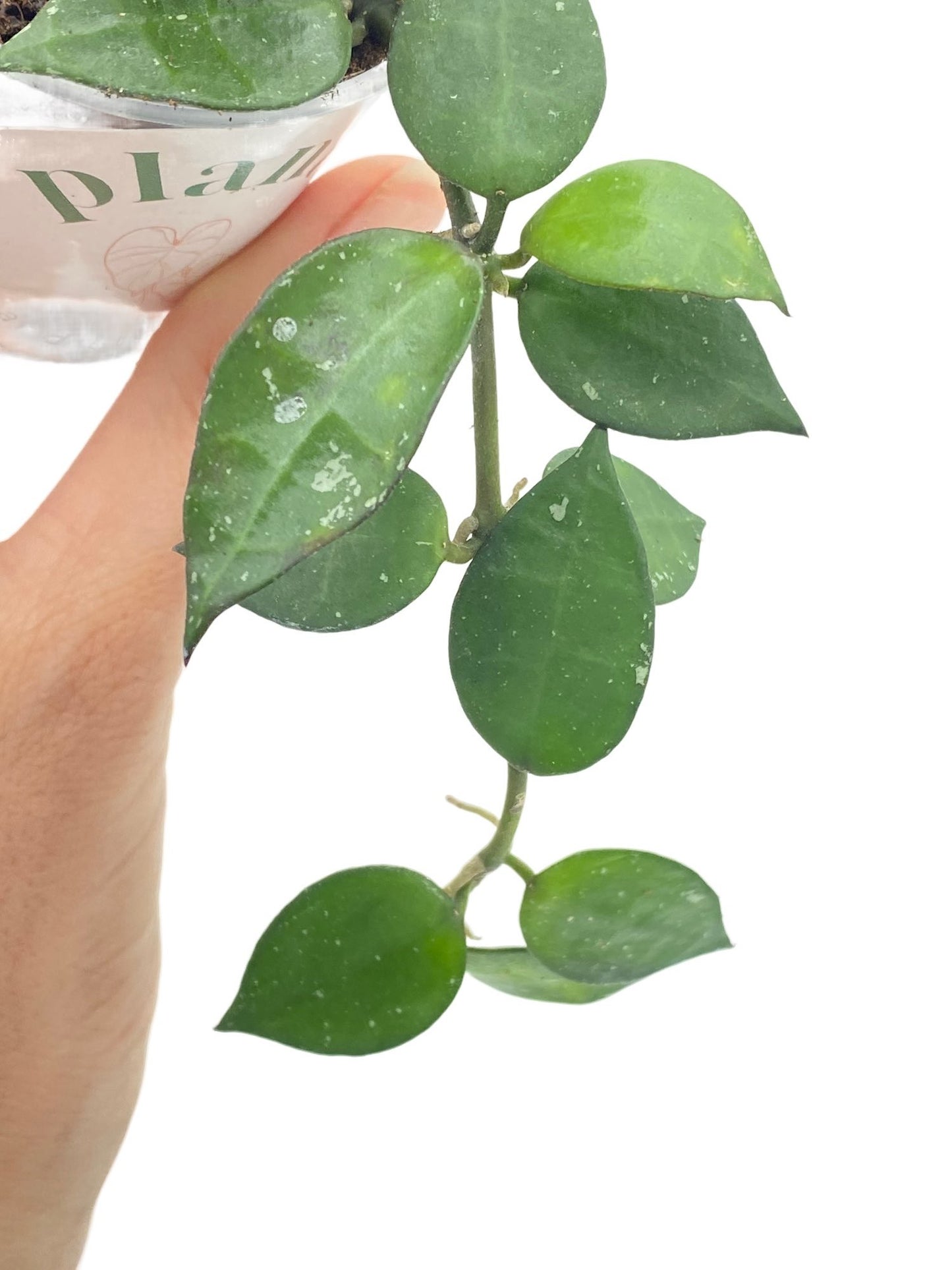 Hoya Krohniana