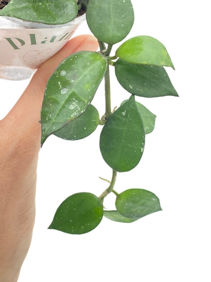 Hoya Krohniana