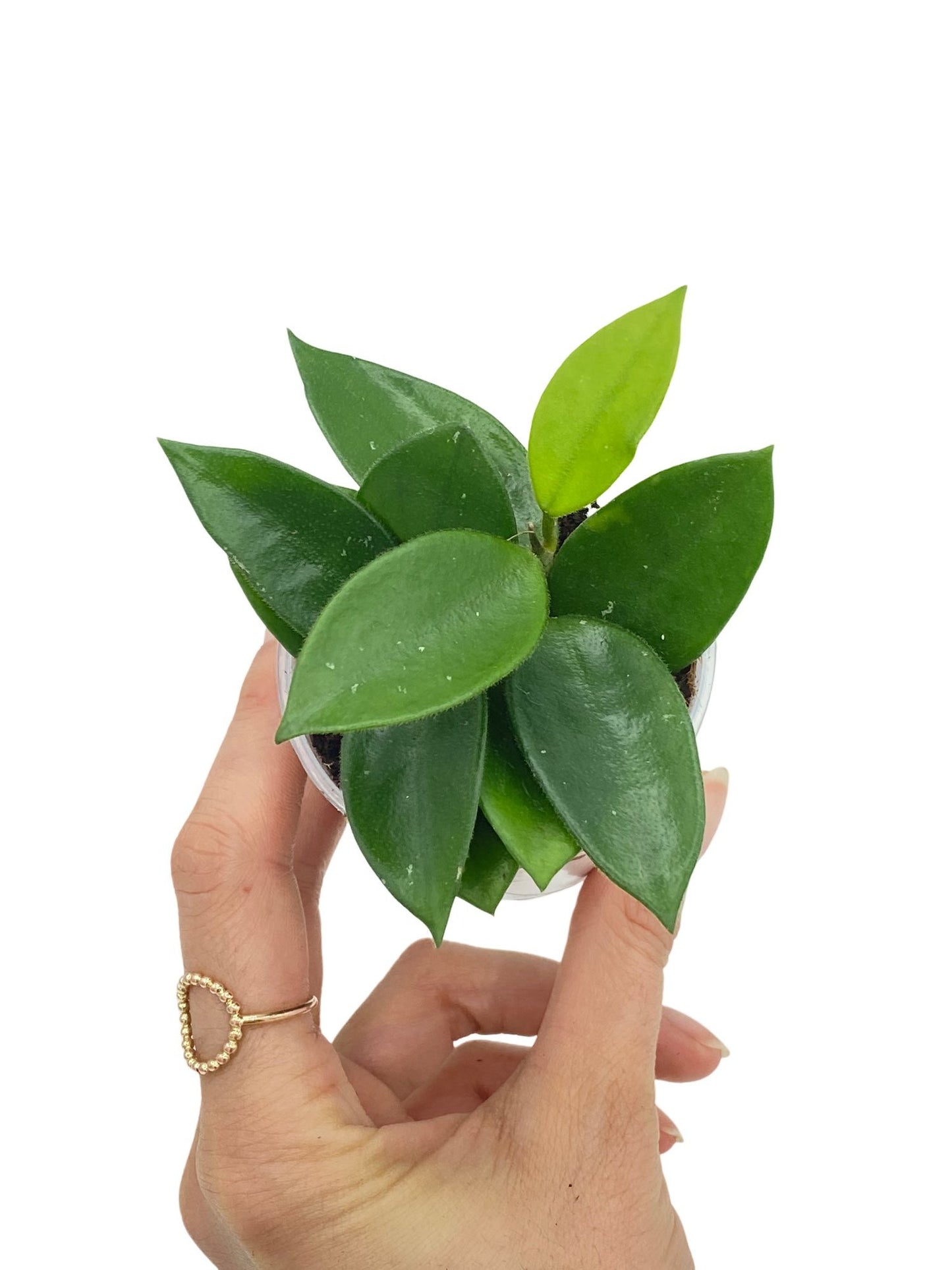 Hoya Chouke