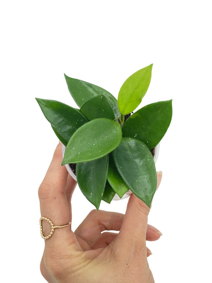 Hoya Chouke