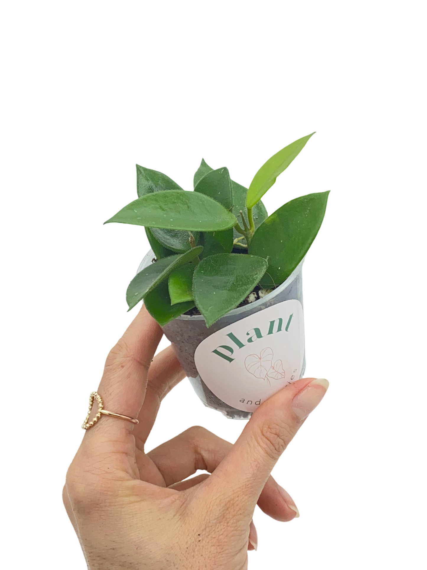 Hoya Chouke