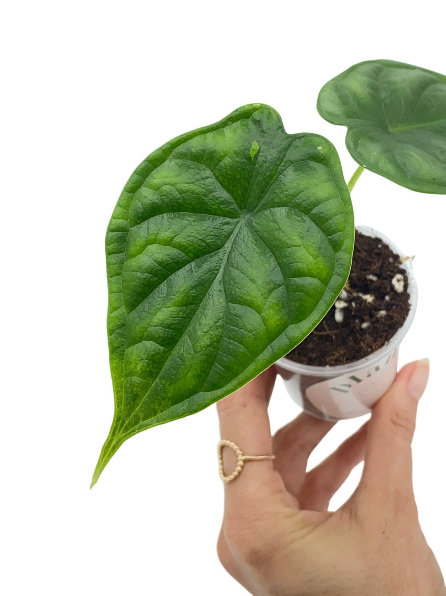 Alocasia Dragon Scale