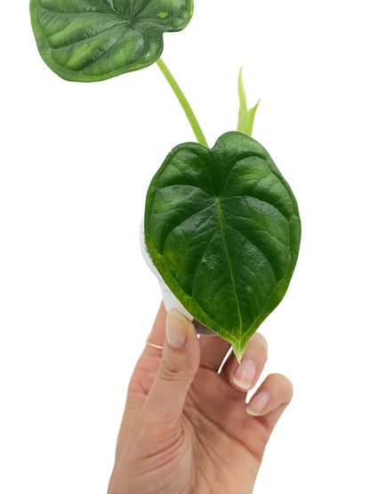 Alocasia Dragon Scale