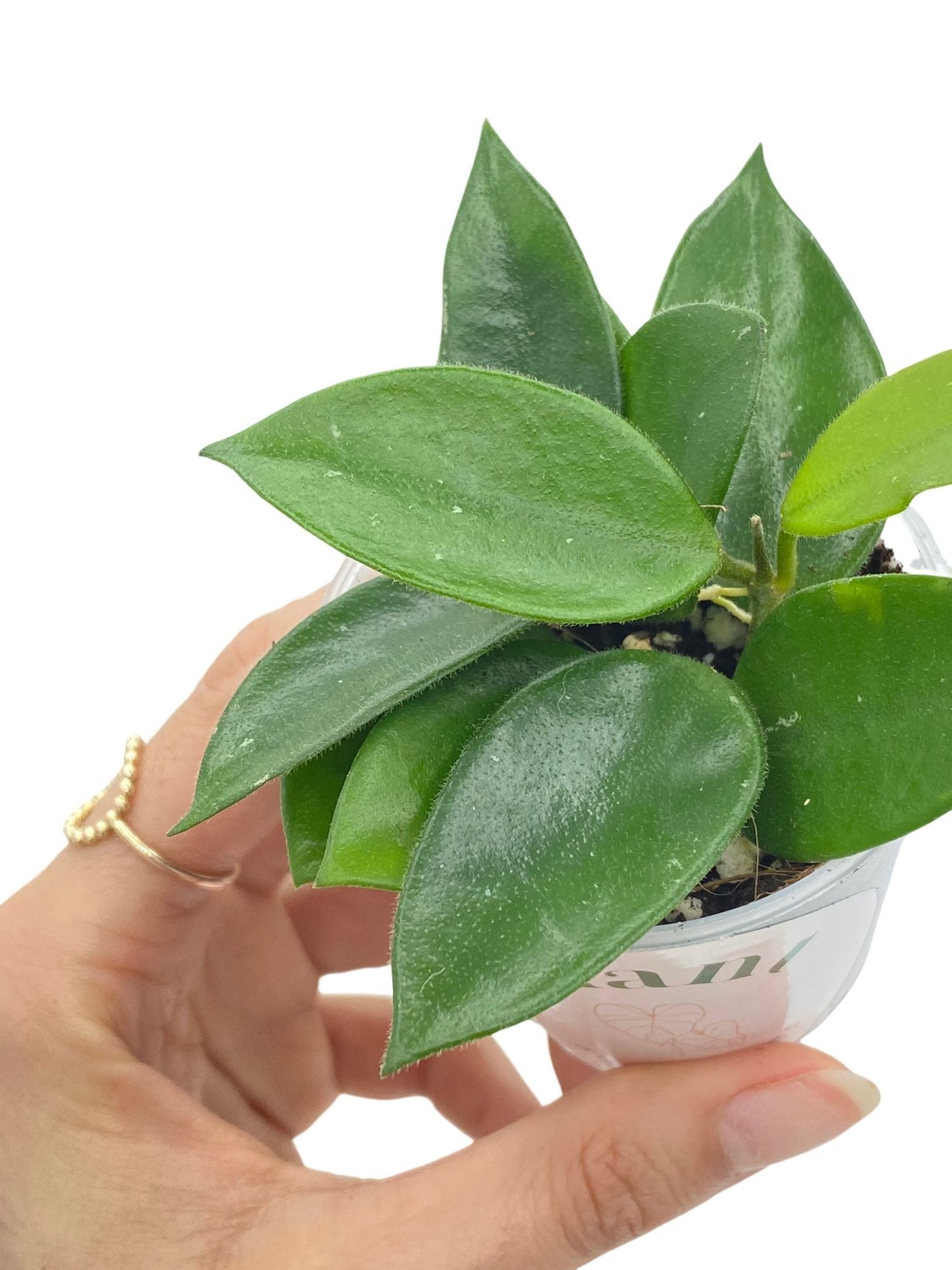 Hoya Chouke