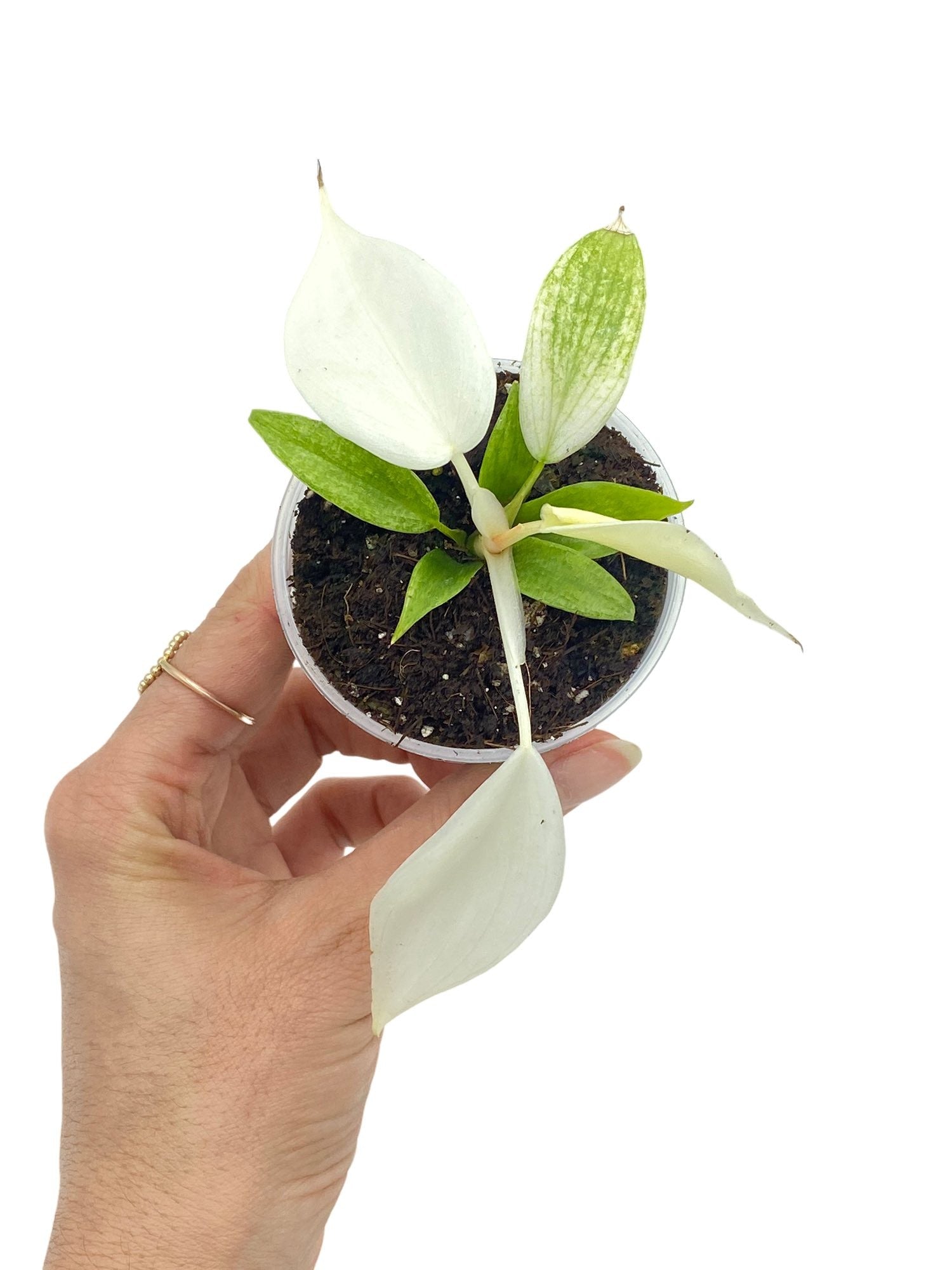 Jeune Philodendron Florida Ghost avec de nouvelles feuilles blanches et des feuilles vert clair panachées dans un pot transparent
