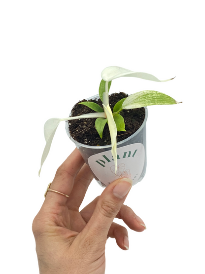 Jeune Philodendron Florida Ghost dans un petit pot transparent, avec des feuilles panachées blanches et vertes claires