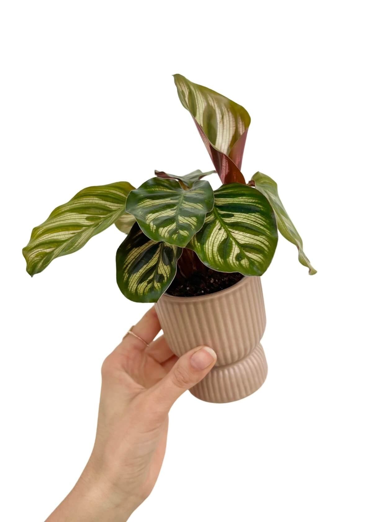 Mini ceramic plant pot