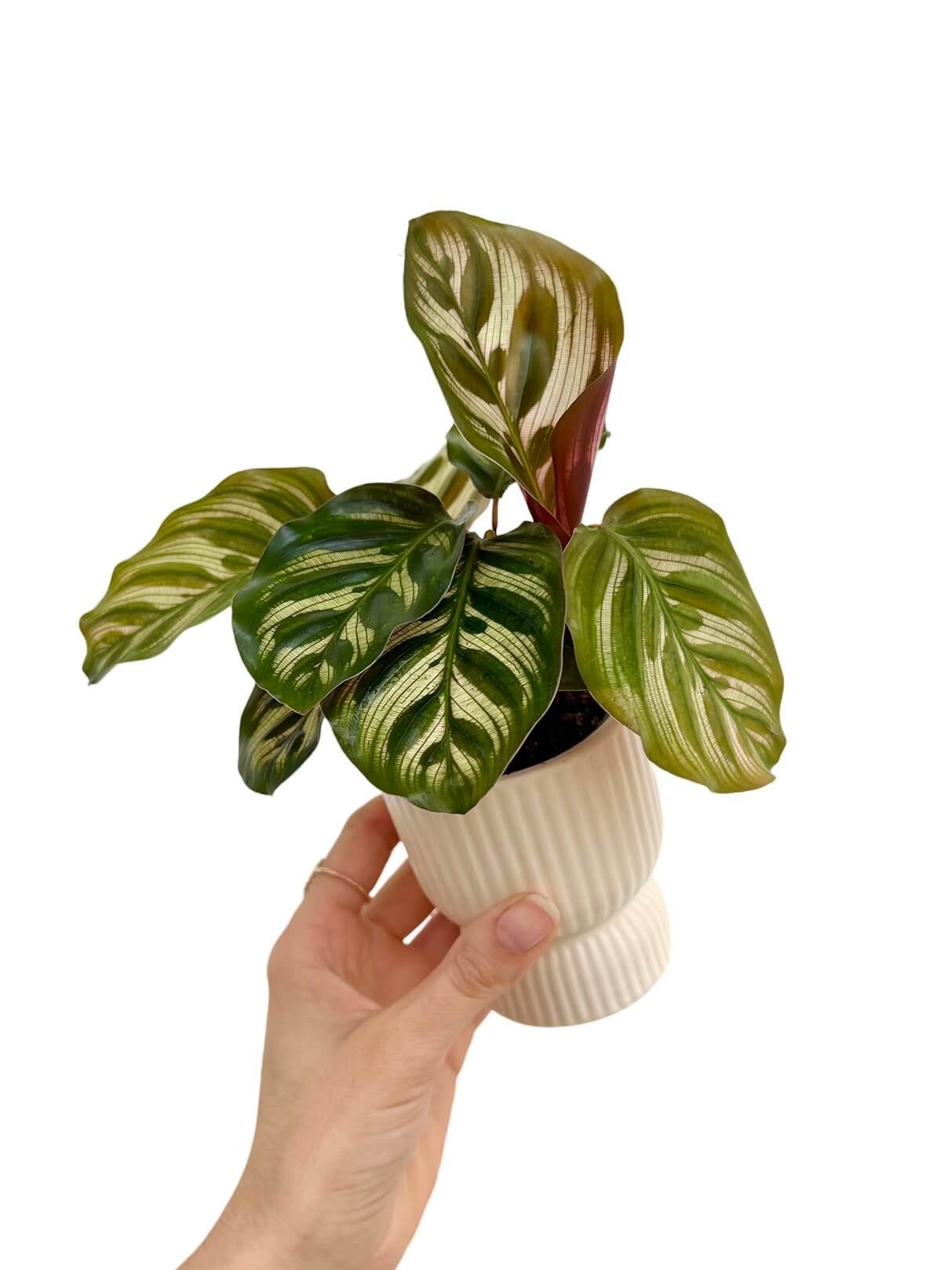 Mini ceramic plant pot