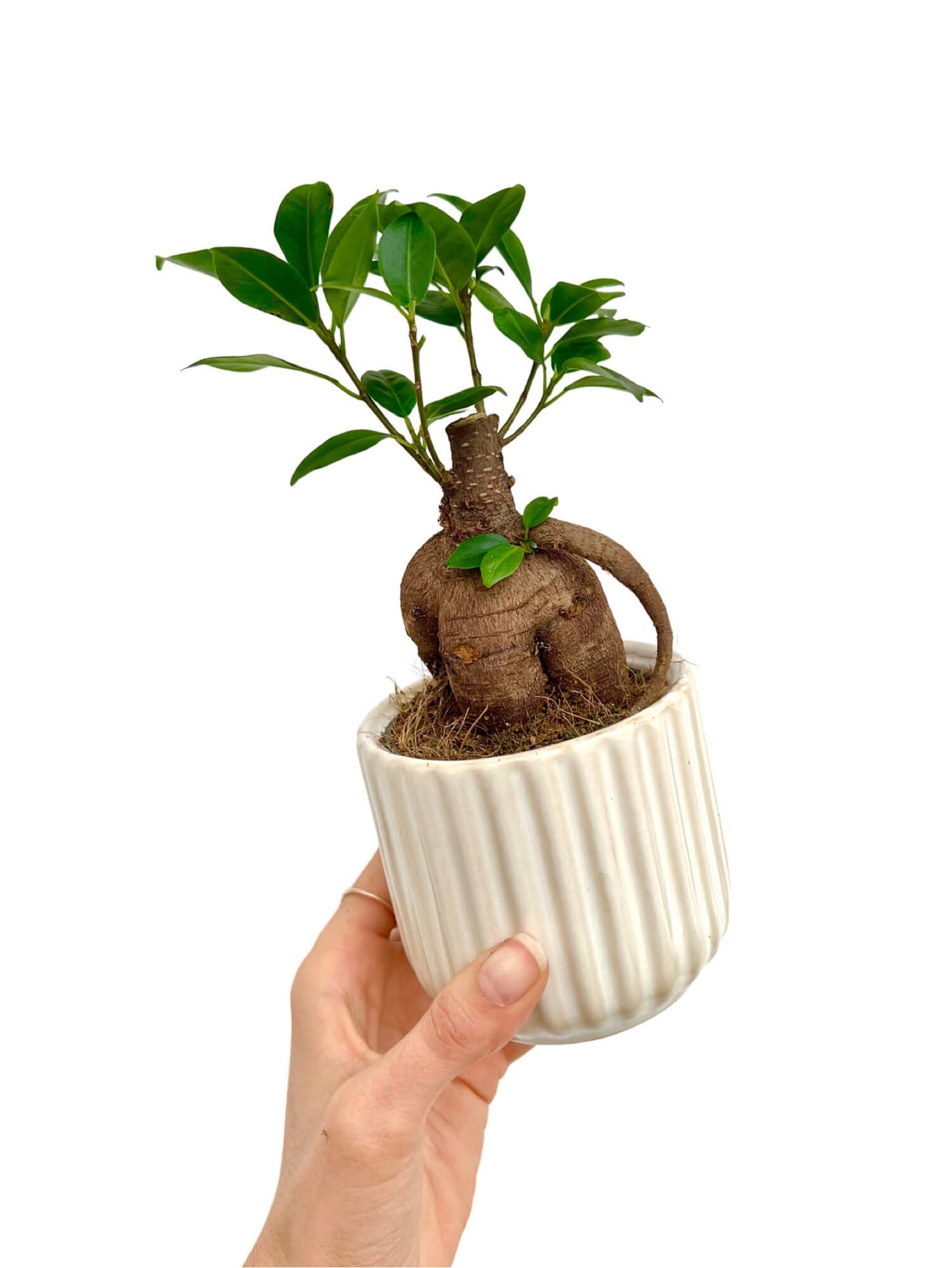 Mini cache-pot céramique ondulé