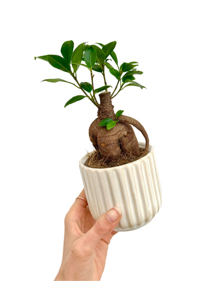 Mini cache-pot céramique ondulé