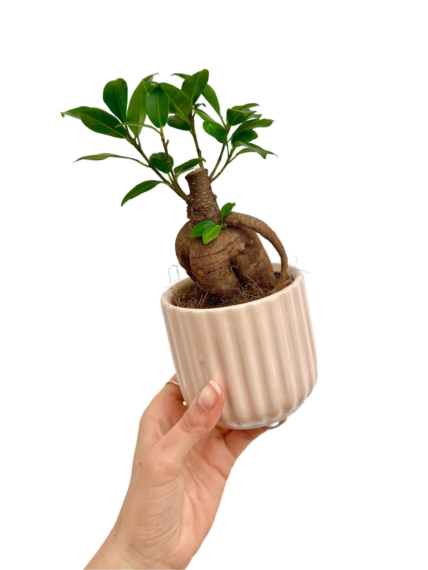 Mini cache-pot céramique ondulé