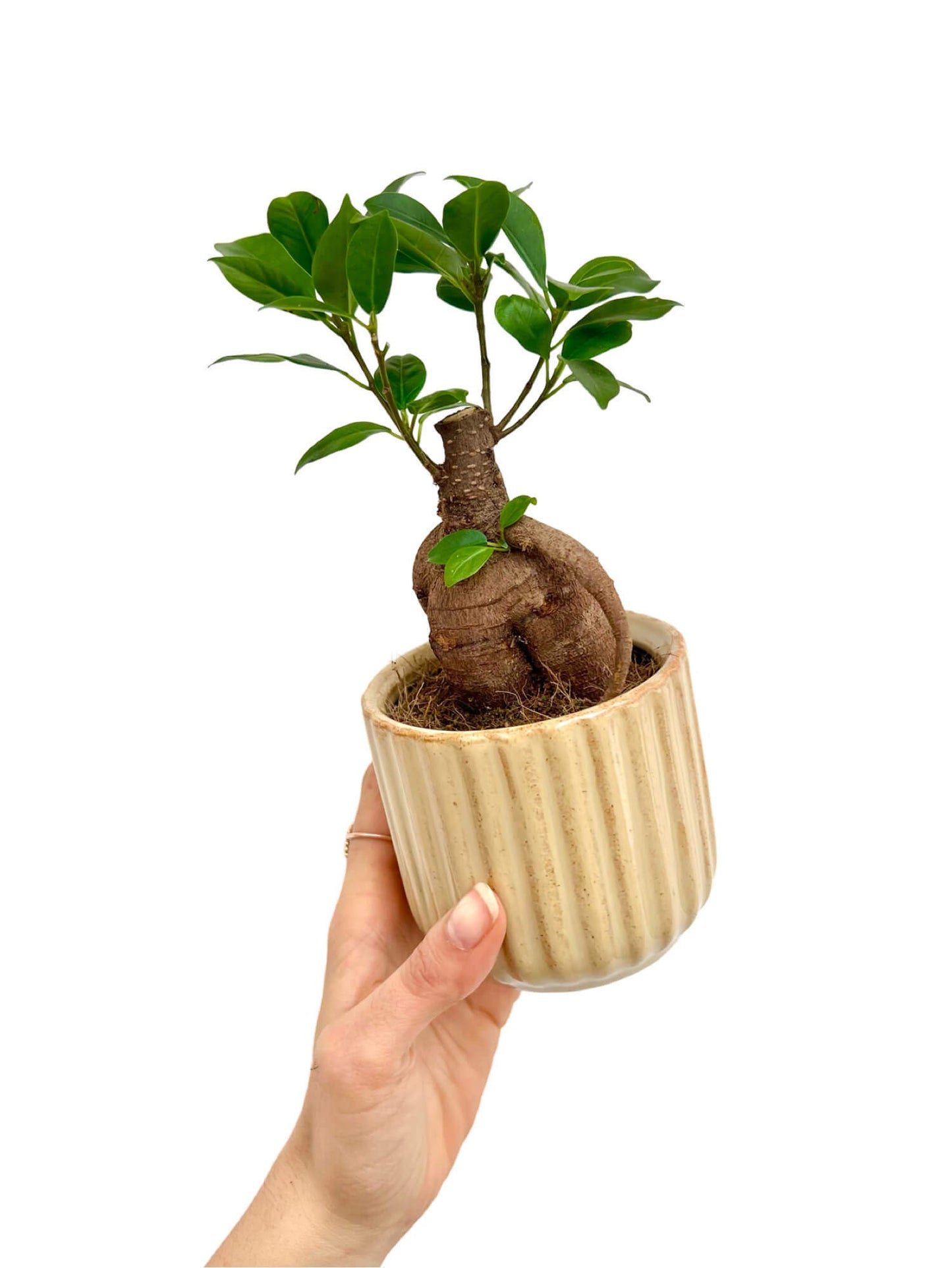 Mini cache-pot céramique ondulé