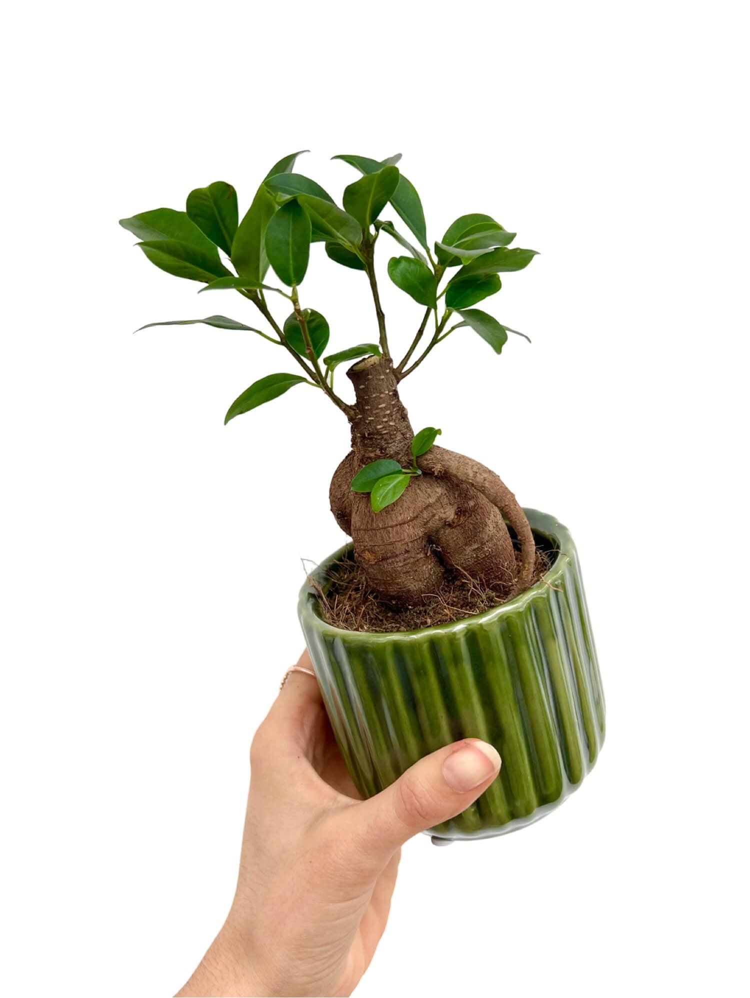 Petit ficus ginseng dans un mini cache-pot céramique ondulé vert brillant sur fond blanc